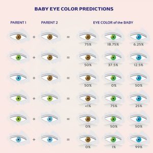 When does Baby eye color change?- 5 Interesting Facts – Baby Care Pedia