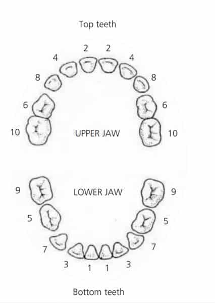 When Do Babies Start Teething